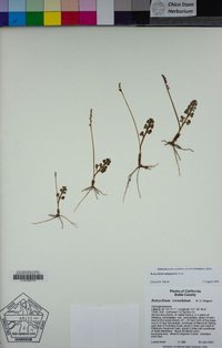 Botrychium minganense image