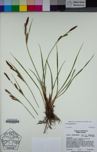 Carex angustata image