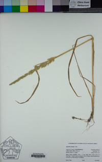 Agrostis exarata image