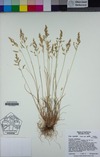 Poa cusickii image