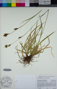 Carex luzulina image