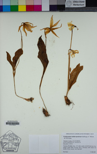 Erythronium multiscapideum image