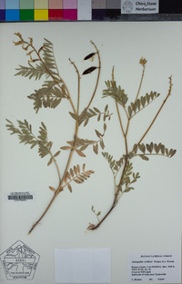 Astragalus webberi image