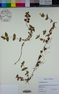 Image of Lysimachia nemorum