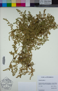 Image of Herniaria glabra