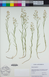 Image of Thesium linophyllon