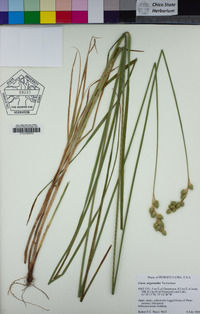 Image of Carex argyrantha