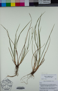 Image of Carex acidicola