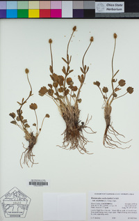 Ranunculus eschscholtzii image