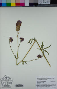 Sidalcea oregana subsp. spicata image