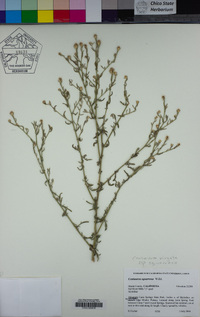Centaurea virgata image
