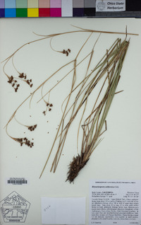 Rhynchospora californica image