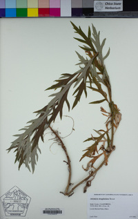 Artemisia douglasiana image