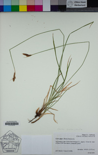Carex scabriuscula image