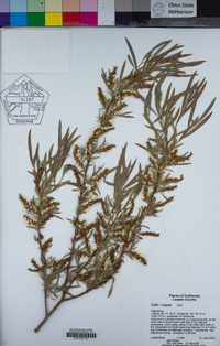 Salix exigua image