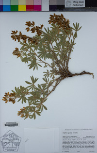 Lupinus apertus image