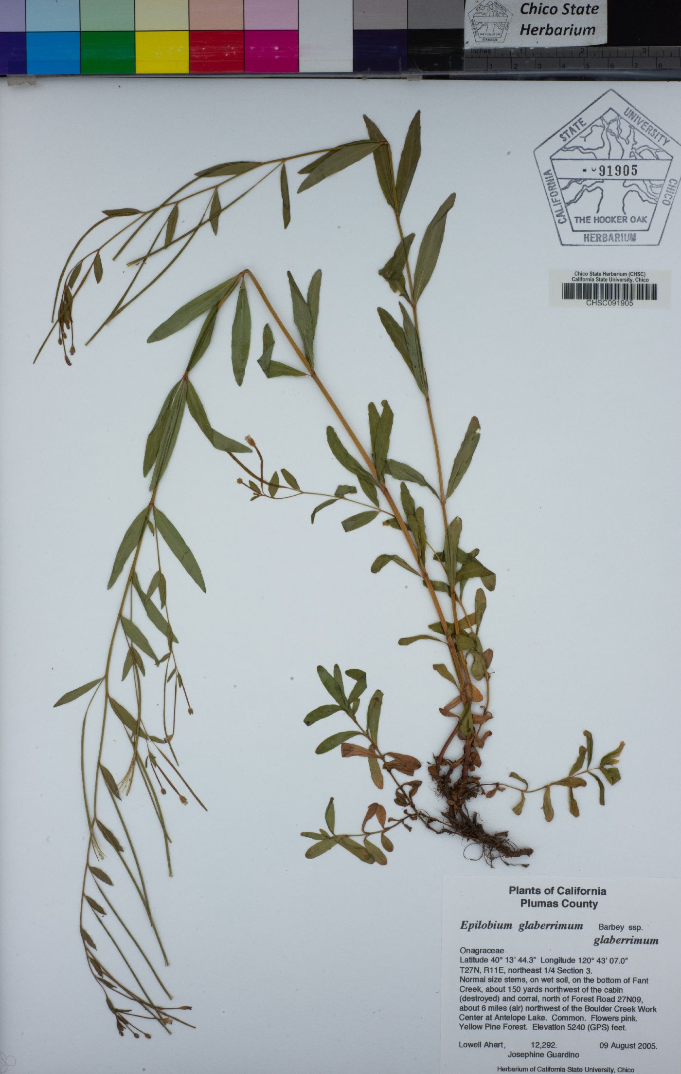 Epilobium glaberrimum image