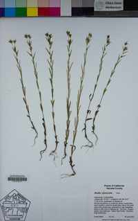 Madia glomerata image