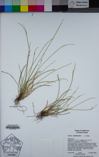 Carex multicaulis image