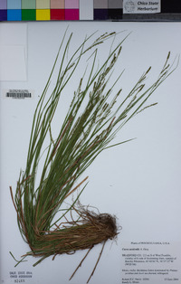 Image of Carex aestivalis