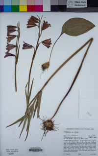 Fritillaria recurva image
