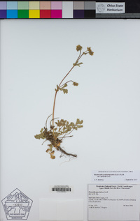 Drymocallis pseudorupestris var. saxicola image