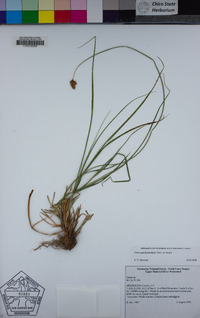 Carex pachystachya image