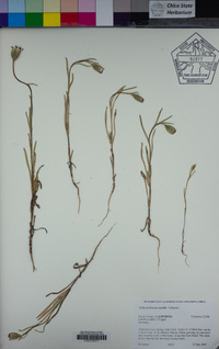 Achyrachaena mollis image