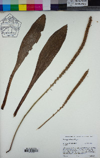 Plantago subnuda image