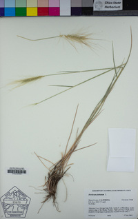 Hordeum jubatum image