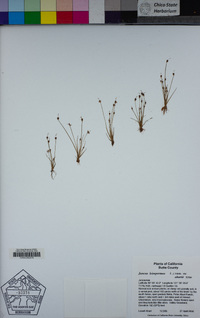 Juncus leiospermus image