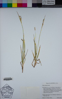 Carex aurea image