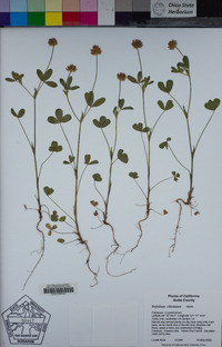 Trifolium ciliolatum image