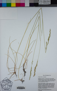 Festuca rubra image