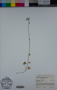 Lithophragma parviflorum var. trifoliatum image