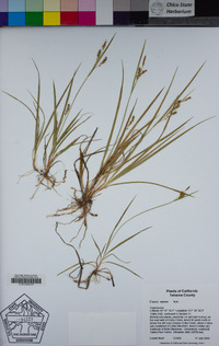 Carex aurea image