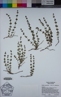 Galium grayanum var. grayanum image