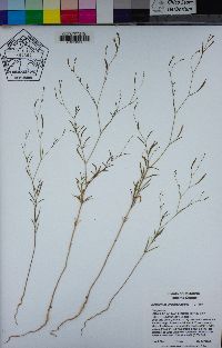 Epilobium brachycarpum image