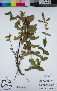 Mentha spicata image