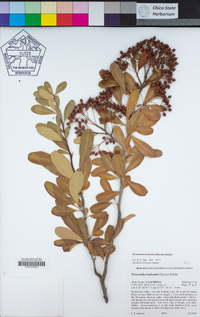 Pyracantha koidzumii image