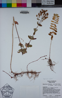 Hypericum scouleri image