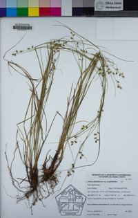 Carex polystachya var. polystachya image