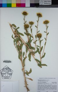 Grindelia camporum image