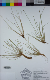 Eleocharis obtusa image