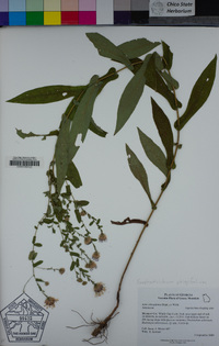 Image of Symphyotrichum phlogifolium