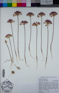 Allium acuminatum image