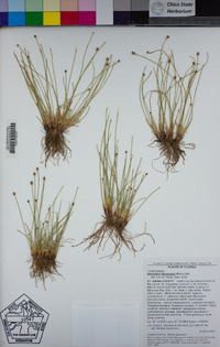 Eleocharis flavescens image