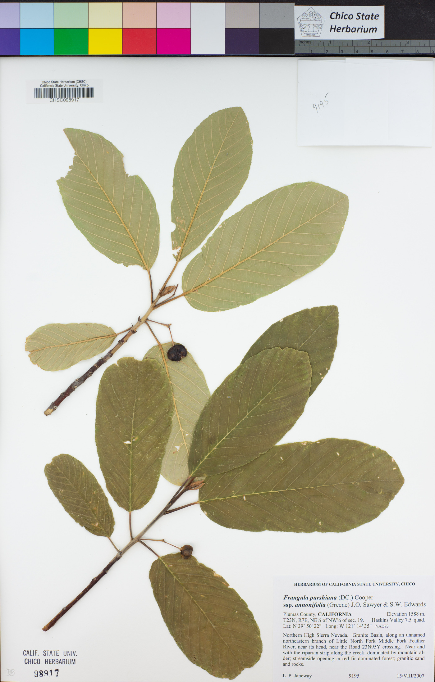 Frangula purshiana subsp. annonifolia image