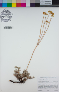 Eriogonum tripodum image