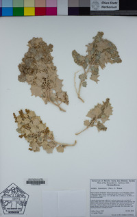 Atriplex hymenelytra image